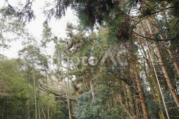 巨大なシダの木 森林,登山,ハイキングの写真素材