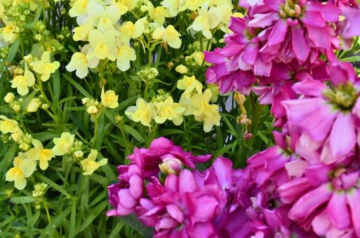 花 花の写真