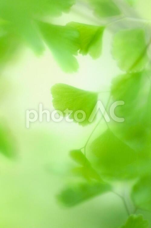 優しいアジアンタム_ソフトフォーカス_イメージ アジアンタム,観葉植物,背景の写真素材