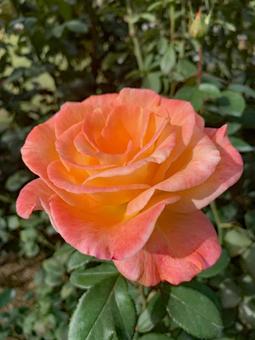 バラ 薔薇 花 バラ,薔薇,花の写真素材