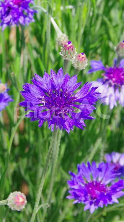 紫色の矢車菊の花 ヤグルマギク,花,紫の写真素材
