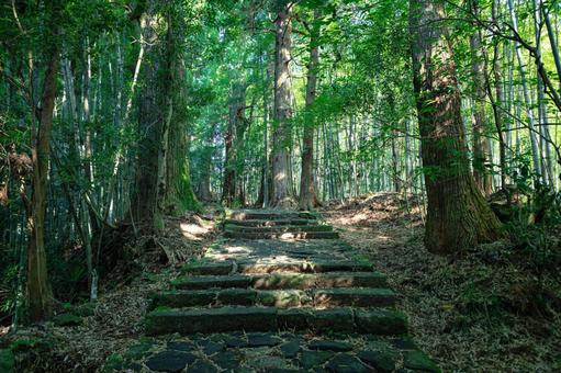 熊野古道 大門坂 熊野古道 大門坂 熊野古道,大門坂,石段の写真素材