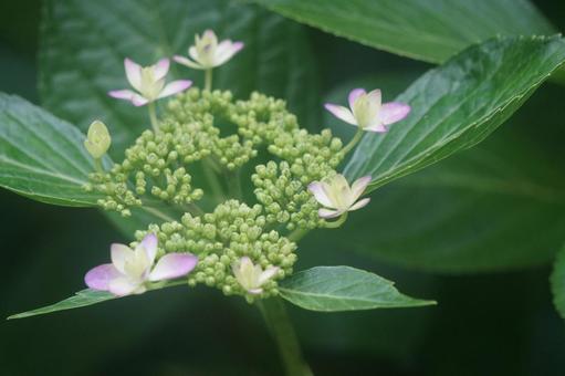 紫陽花 紫陽花の写真