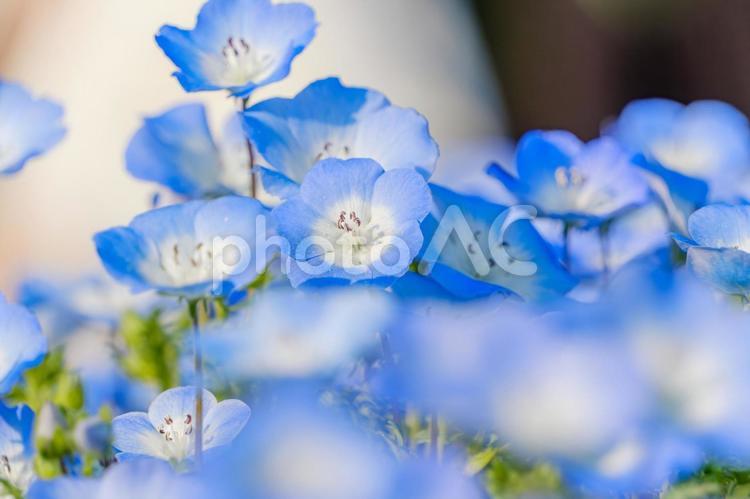 爽やかな青が広がるネモフィラの群生 ネモフィラ,青,花の写真素材