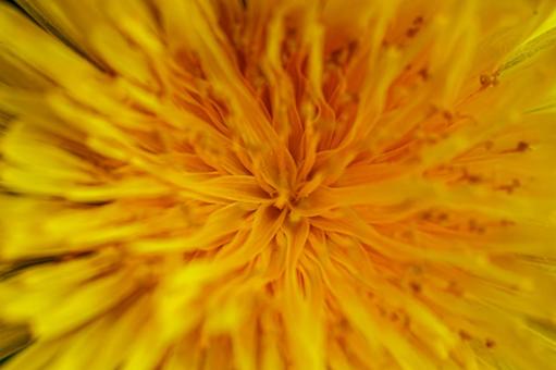 Yellow dandelion, JPG Yellow dandelion, JPG
