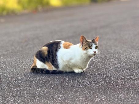 Calico cat sitting in a box, JPG Calico cat sitting in a box, JPG