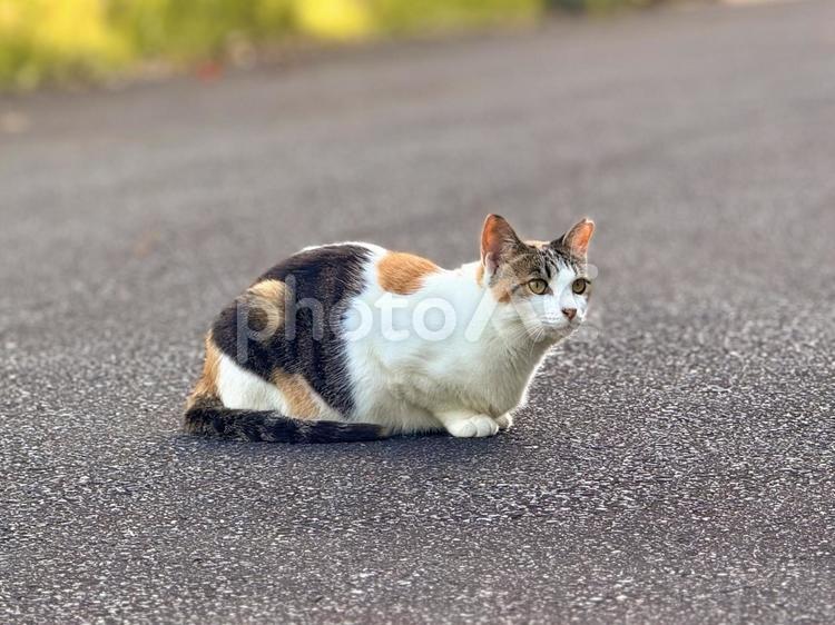 香箱座りの三毛猫 猫,ネコ,のらねこの写真素材