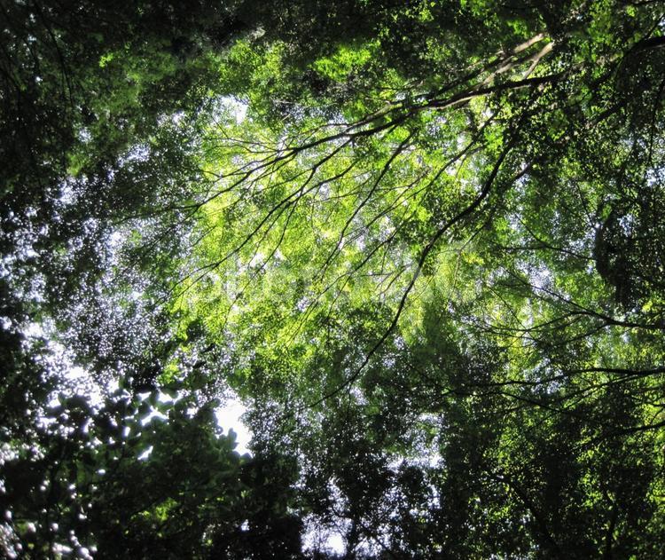 木漏れ日 森,長野,日差しの写真素材
