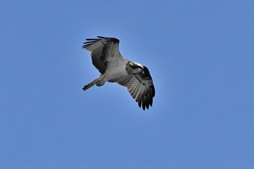 ミサゴのホバリング ミサゴのホバリング ミサゴ,ホバリング,鳥の写真素材