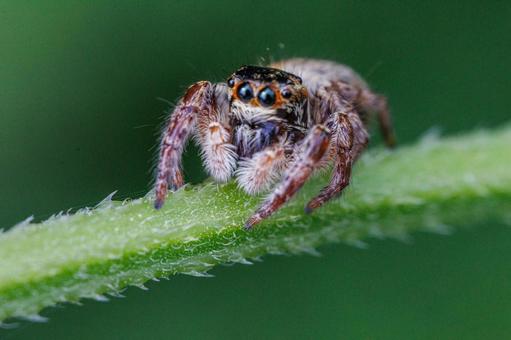 つぶらな瞳が愛らしいハエトリグモ つぶらな瞳が愛らしいハエトリグモ 自然,昆虫,虫の写真素材