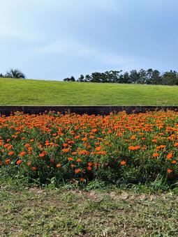 マリーゴールド ~公園にて マリーゴールド ~公園にて マリーゴールド,公園,芝生の写真素材