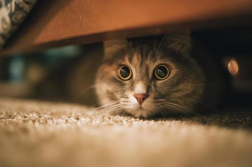 狭いところから見つめてくる猫 狭いところから見つめてくる猫の写真