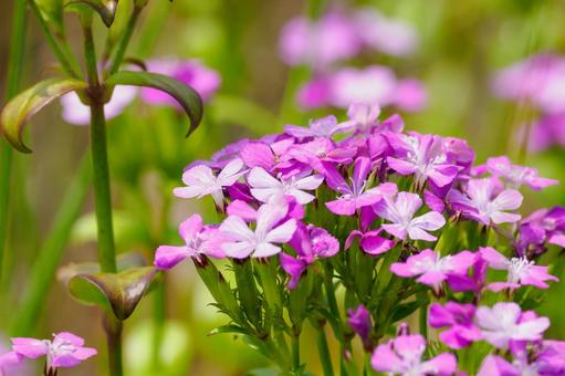 ハマナデシコ⑵ ハマナデシコ⑵ 花,ハマナデシコ,植物の写真素材