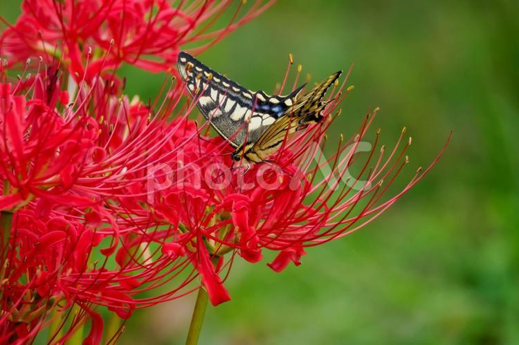 彼岸花とキアゲハ⑶ 花,彼岸花,曼珠沙華の写真素材