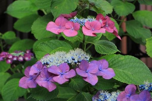 【花の写真】紫陽花_0609-49 【花の写真】紫陽花_0609-49 あじさい,アジサイ,紫陽花の写真素材