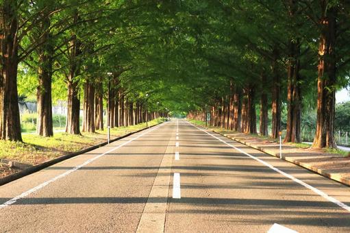 夏のメタセコイヤ並木道 夏のメタセコイヤ並木道 滋賀県高島市,並木道,緑のトンネルの写真素材