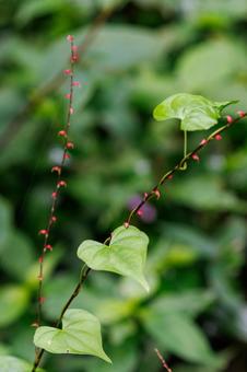 可愛い赤いミズヒキの花 可愛い赤いミズヒキの花の写真