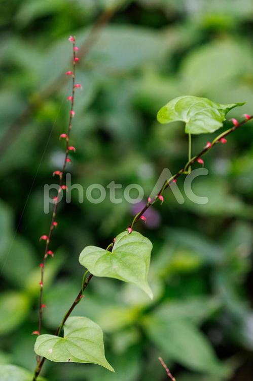 可愛い赤いミズヒキの花 植物,葉,自然の写真素材