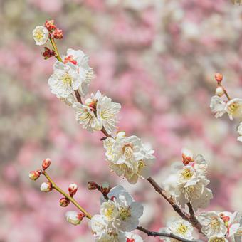 大宮第二公園の梅の花 大宮第二公園の梅の花 梅,白梅,紅梅の写真素材