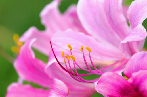 ピンクのリコリス リコリス,ピンク,秋の花の写真素材