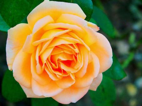 秋バラ 秋バラの写真