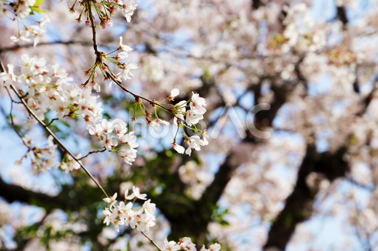公園に咲く満開の美しい桜の花 桜,桜の花,桜の木の写真素材