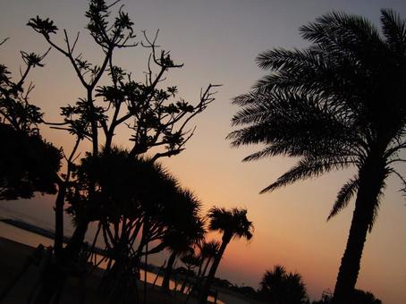 Sunset sky and wooden silhouette, sunset, sea, wood, JPG