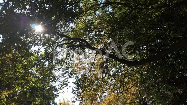 樹木 公園,敷地,樹木の写真素材