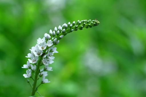 小白花像稻穗一樣盛開, JPG 小白花像稻穗一樣盛開, inunumatranoo, inunuma tiger tail, flower, JPG