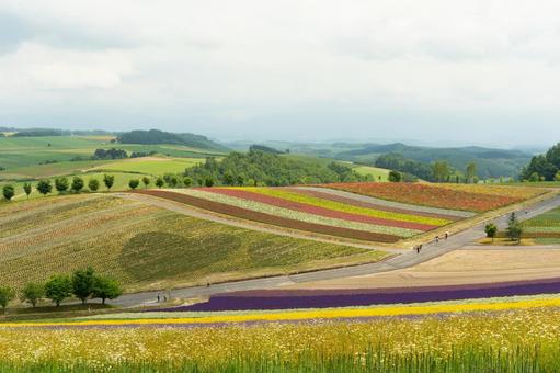北海道 富良野・美瑛 花畑の丘 北海道 富良野・美瑛 花畑の丘 北海道,富良野,美瑛の写真素材