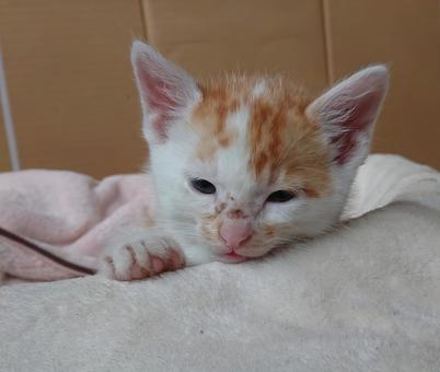 目がとろ~んとしてる 目がとろ~んとしてる ねこ,動物,ペットの写真素材