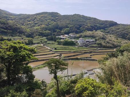 春日の棚田 春日の棚田 あぜ道,春日,棚田の写真素材