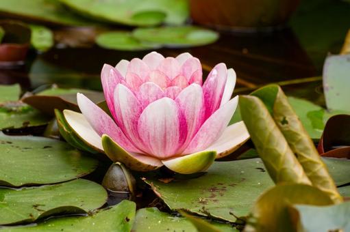 Water Lily (21), JPG