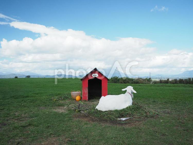 ヤギと赤いおうちと羊蹄山の見える草原 ヤギ,小屋,羊蹄山の写真素材