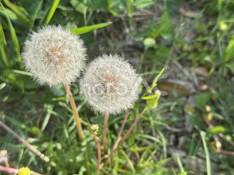 たんぽぽ綿帽子 たんぽぽ,タンポポ,綿帽子の写真素材