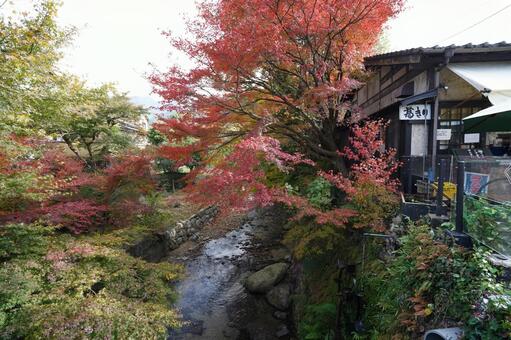 福岡 秋月 野鳥川とモミジ2 紅葉,モミジ,野鳥川の写真素材