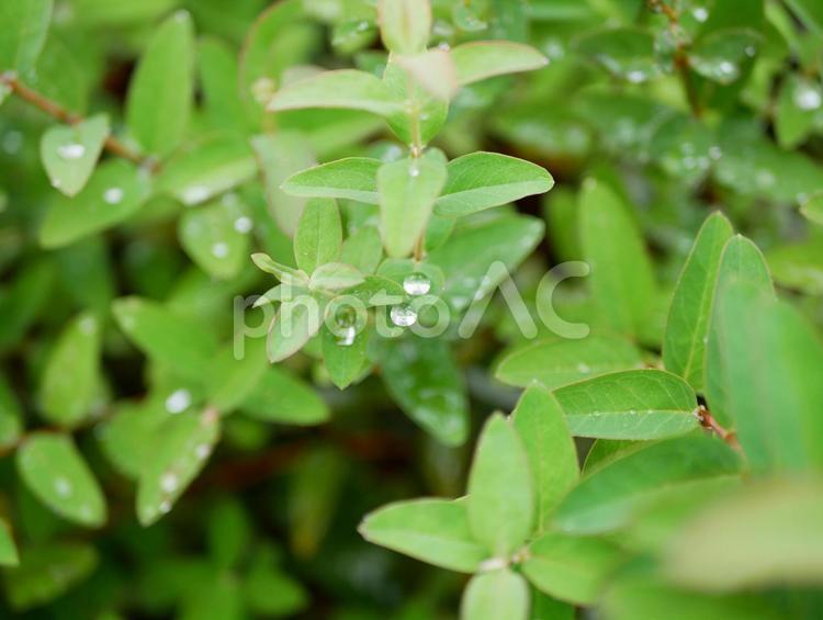 葉の上の水滴　ｗater drops on the leaf 水滴,植物,ロータス効果の写真素材