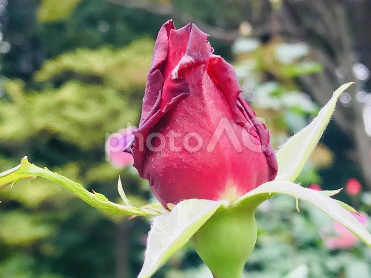 旧古河庭園の秋のバラ「ムーン・シャドウ」 バラ,薔薇,ばらの写真素材