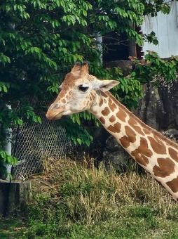 キリン キリンの写真