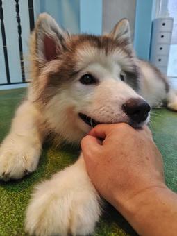 Alaskan Malamute Puppy 2, JPG