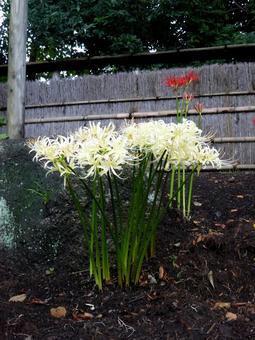 和風庭園の庭先に群生する白いヒガンバナ ヒガンバナ,花,植物の写真素材