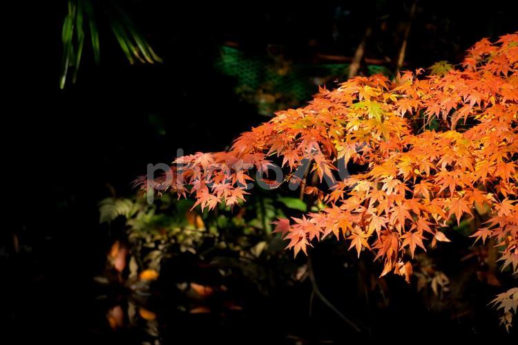 紅葉　和風イメージ 紅葉,秋,もみじの写真素材