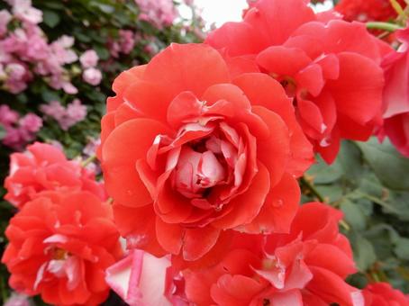 【薔薇の写真】バラの花 【薔薇の写真】バラの花 の写真