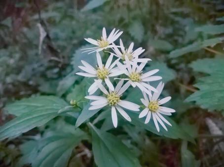 White flowers bloom White flowers bloom