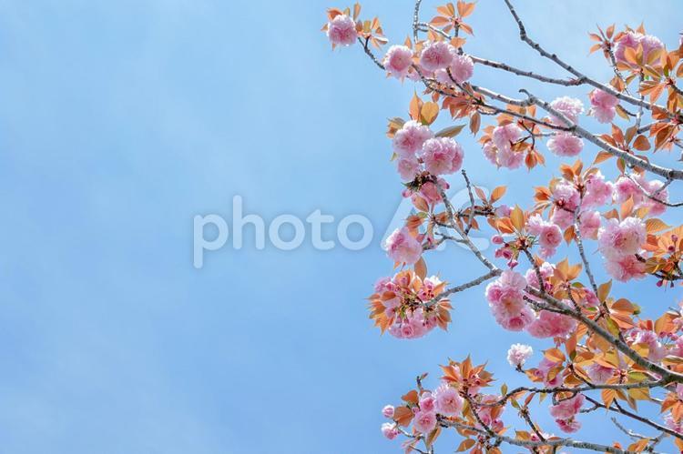 ボタン桜と青空/サクラ/ボタンザクラ/さくらの花 桜,サクラ,春の写真素材