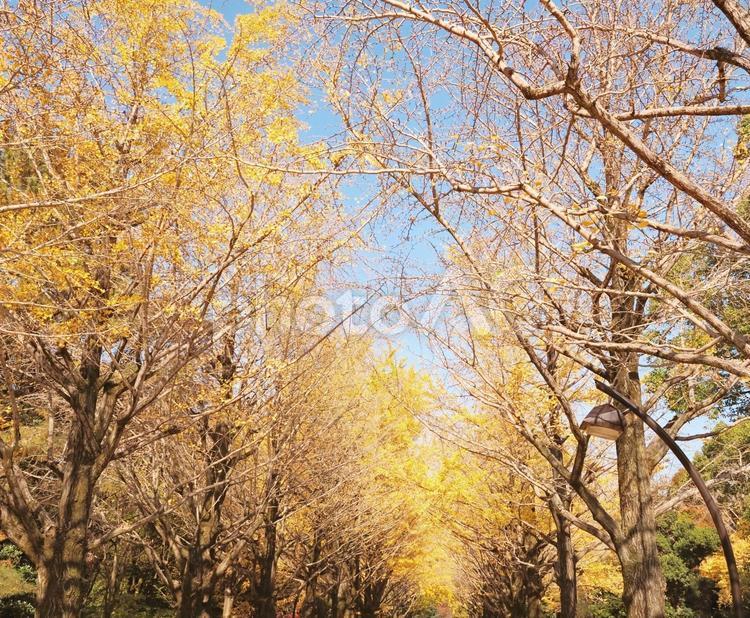 紅葉　イチョウのある風景 四季,自然,風景の写真素材