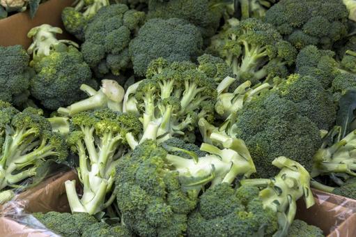 ブロッコリー1(田原市) ブロッコリー1(田原市) ブロッコリー,緑,農業の写真素材