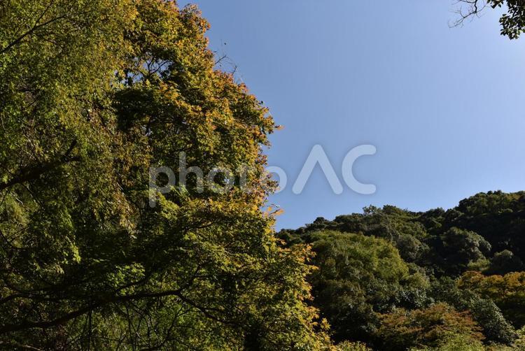 晩夏の箕面 箕面,公園,青空の写真素材