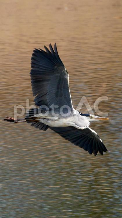 綺麗な翼を披露するアオサギ アオサギ,鷺,水鳥の写真素材