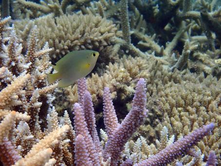 ネッタイスズメダイ ネッタイスズメダイ 魚,沖縄,海の写真素材